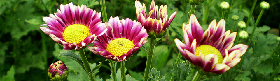 轰炸手机号信息软件免费版